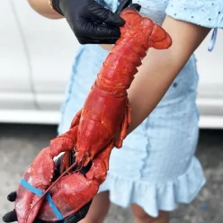 Лобстер (омар) варено-морожений 500г